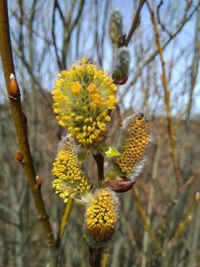 Close-up of yellow flowering plant