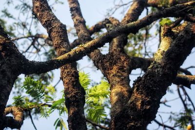 Low angle view of lichen growing on tree against sky