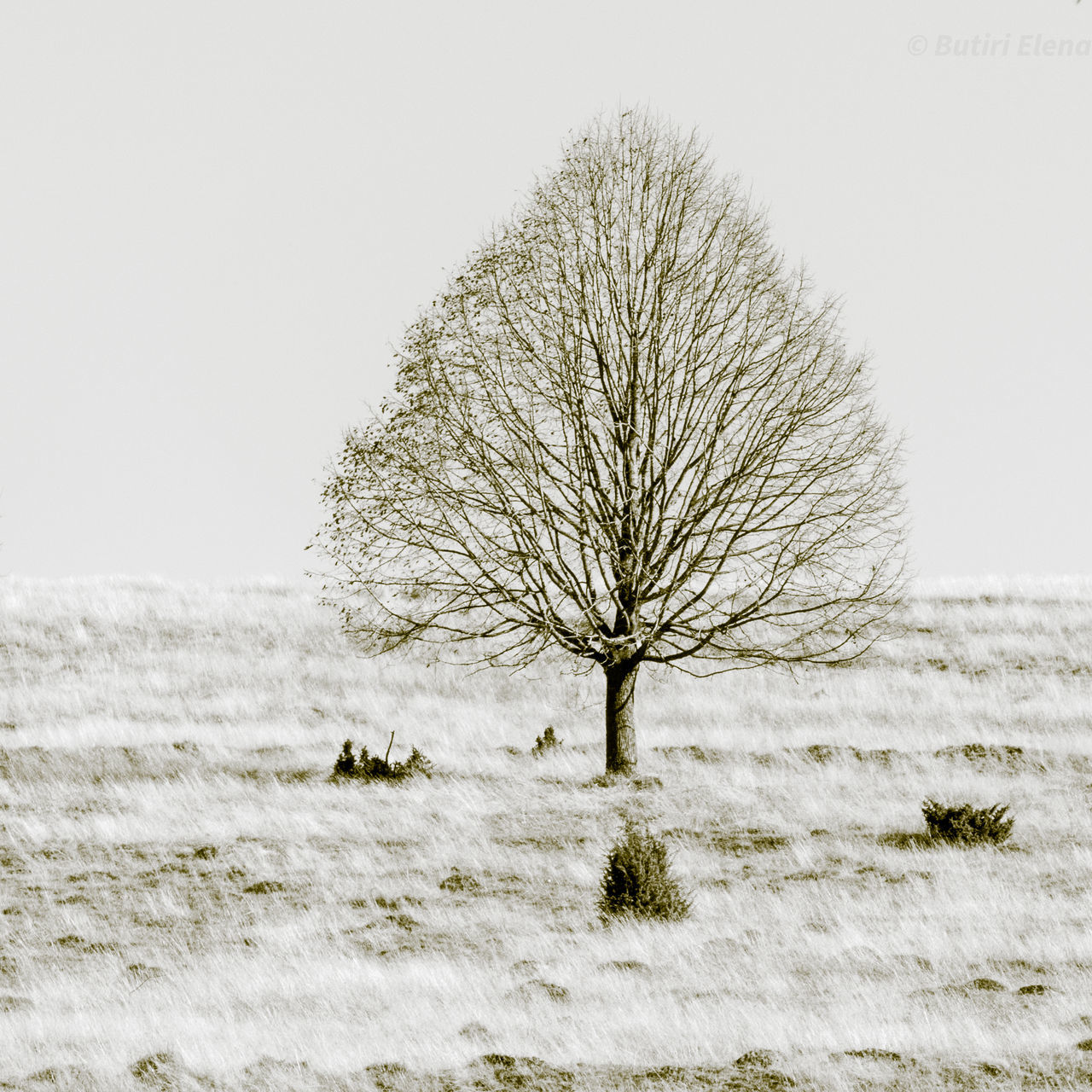 BARE TREE ON SNOW FIELD AGAINST SKY