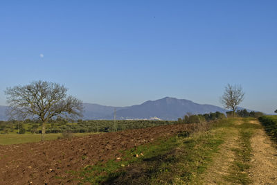 Scenic view of field against clear blue sky