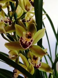 Close-up of flower tree