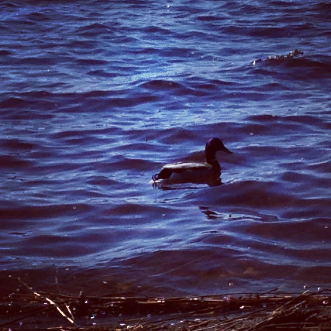 water, animal themes, bird, animals in the wild, wildlife, swimming, rippled, lake, duck, waterfront, one animal, high angle view, nature, water bird, reflection, two animals, outdoors, day, no people, mallard duck