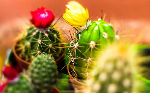 Close-up of cactus growing outdoors