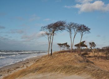 Trees on beach against sky