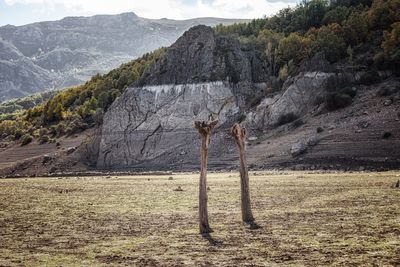 Scenic view of swamp affected by drought