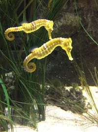 Close-up of yellow underwater