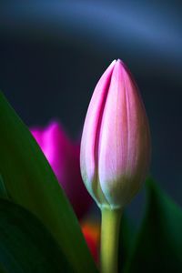 Close-up of pink tulip bud