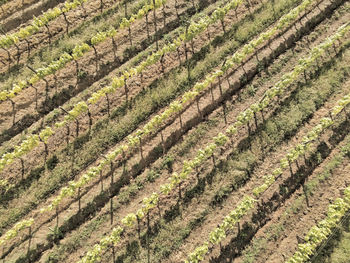 Full frame shot of vineyard field