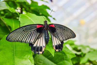 Butterfly on plant