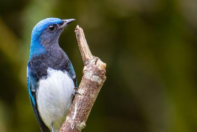 Blue-and-white flycatcher, japanese flycatcher male blue and white color perched on a tree