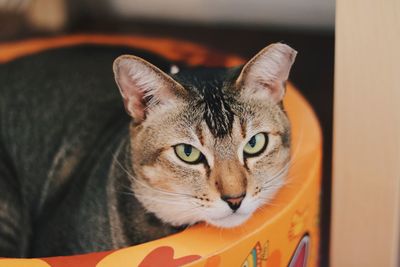 Close-up portrait of cat at home