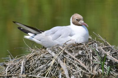 Close-up of bird perching on nest