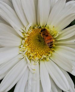 Close-up of bee on white flower