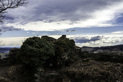 Trees against sky