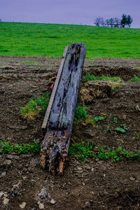 Tree trunk on field against sky