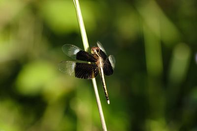 Close-up of  dragonfly on plant