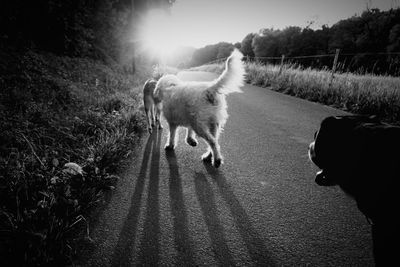 Dog walking on road