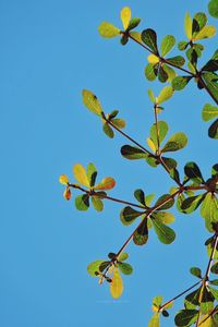 Low angle view of plant against clear blue sky