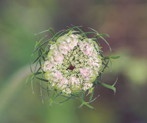 Close-up of flowering plant