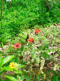 High angle view of bird perching on plant in field