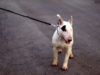 High angle view of bull terrier on street