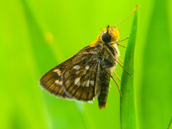 Close-up of insect on leaf