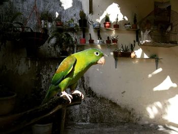 Close-up of bird