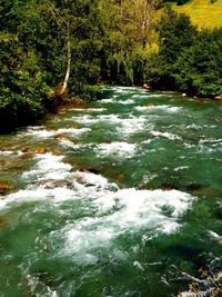 River flowing amidst trees in forest