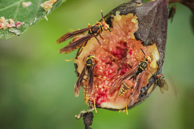 Close-up of insect on flower