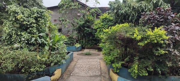 Plants growing in garden