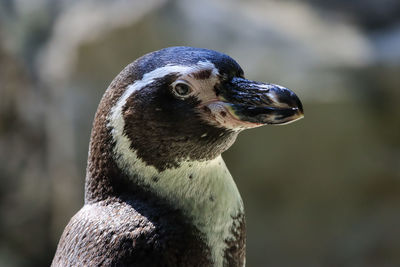 Close-up of a bird looking away