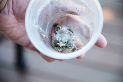 High angle view of hand holding young bird