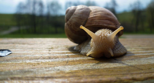 Close-up of snail