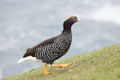 Close-up of bird perching on a land