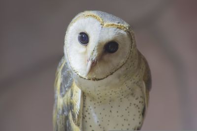 Bird owl beauty