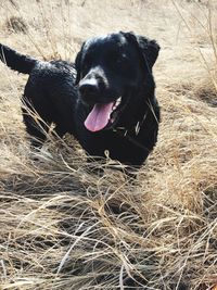 Black dog lying down