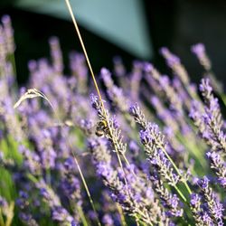 Close-up of purple flowering plants on field