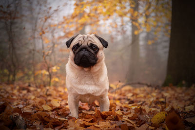 Portrait of a dog