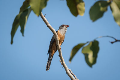 Low angle view of bird perching on branch against sky