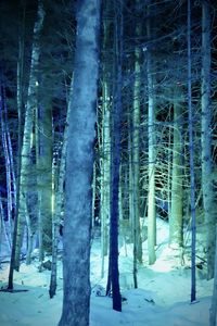 Frozen trees in forest during winter