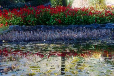 Flowers growing in water