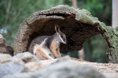 Low angle view of wallaby on rock against trees