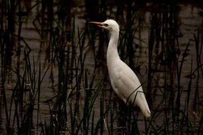 White heron in a lake