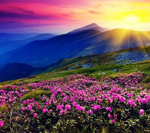 Pink flowers growing in field