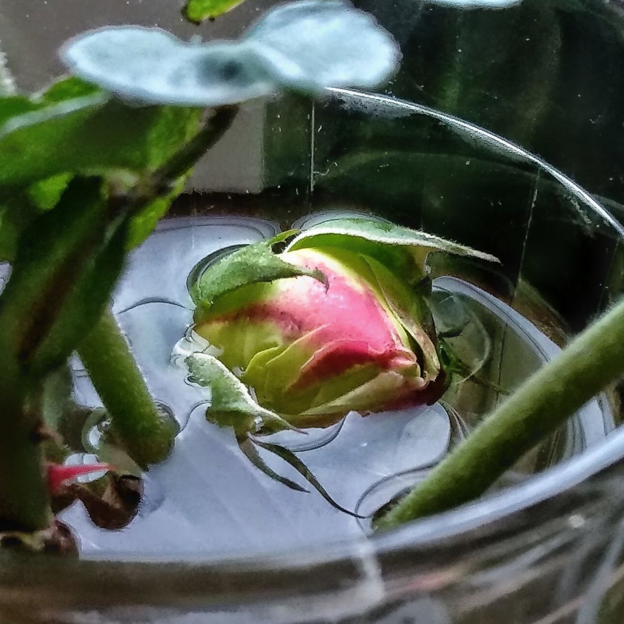 food and drink, food, freshness, healthy eating, vegetable, close-up, wellbeing, no people, green color, indoors, still life, plant, fruit, leaf, nature, selective focus, plant part, growth, organic, high angle view, flower