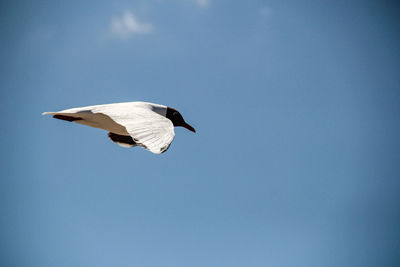 Birds on the beach, low angle view of bird flying in sky