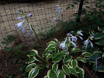 Plants growing in sunlight