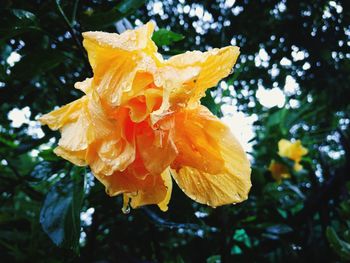 Close-up of yellow hibiscus blooming outdoors