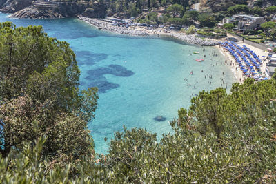 High angle view of trees on beach