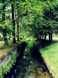 Trees in forest